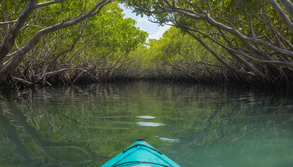 Kayaking Through Mangroves Florida Keys